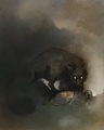 Shadow wolf .jpg